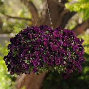 Trailing Pansy Seeds Cool Wave® Purple