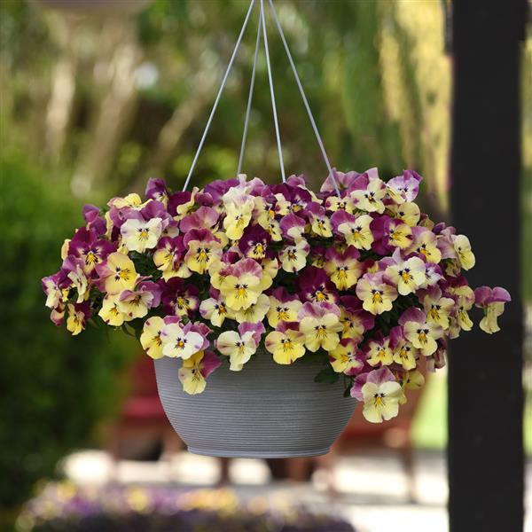 Trailing Pansy Seeds Cool Wave® Strawberry Swirl