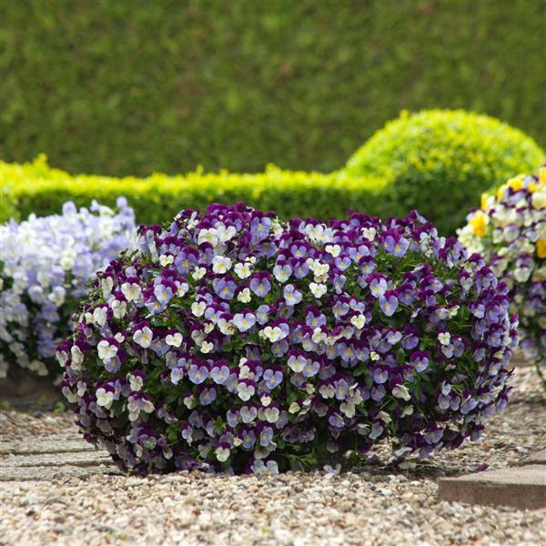 Trailing Pansy Seeds Cool Wave® Violet Wing