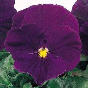 Pansy Seeds Pansy Crown Purple 1,000 Bulk Seeds