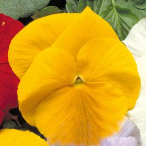 Pansy Seeds Pansy Crown Yellow 1,000 Bulk Seeds