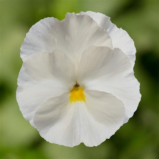 Pansy Seeds Pansy Delta Pro Clear White 1,000 Seeds