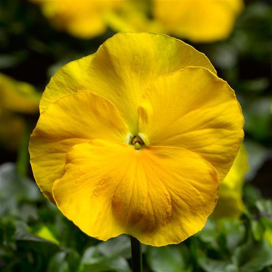 Pansy Seeds Pansy Delta Pro Clear Yellow 1,000 Seeds