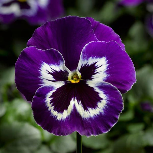 Pansy Seeds Pansy Delta Pro Violet White 1,000 Seeds