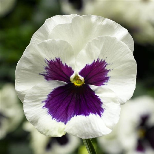 Pansy Seeds Pansy Delta Pro White Blotch 1,000 Seeds