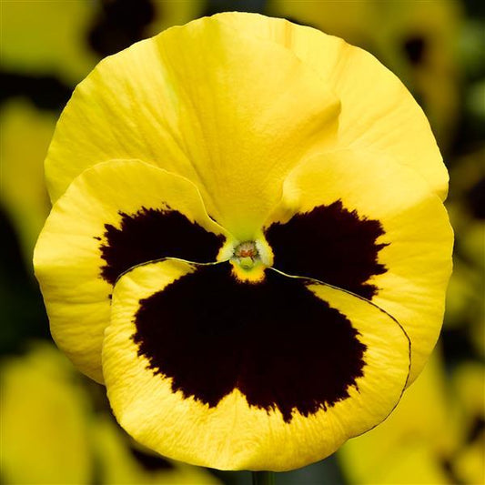 Pansy Seeds Pansy Delta Pro Yellow Blotch 1,000 Seeds