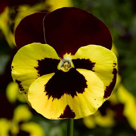 Pansy Seeds Pansy Delta Pro Yellow Red Wing 1,000 Seeds