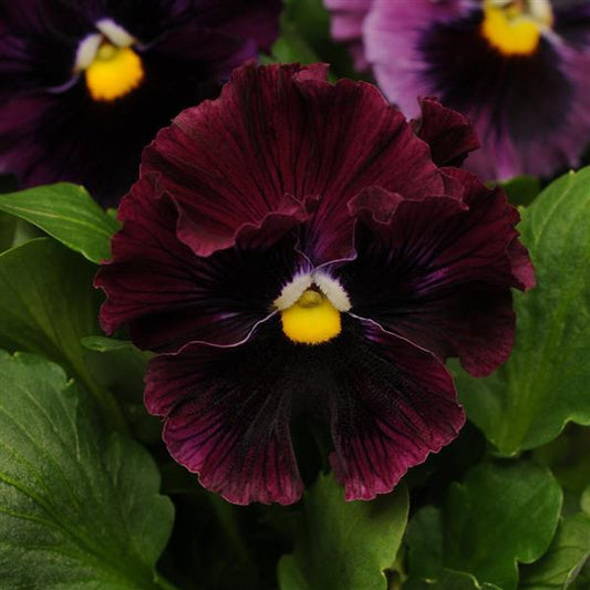 Pansy Seeds Pansies Frizzle Sizzle Burgundy