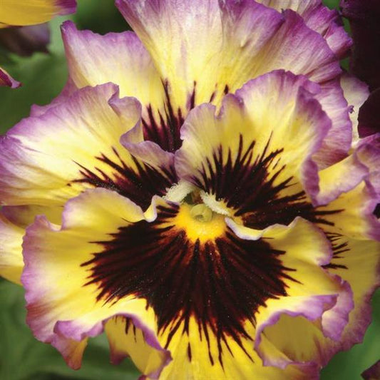 Pansy Seeds Pansies Frizzle Sizzle Lemonberry