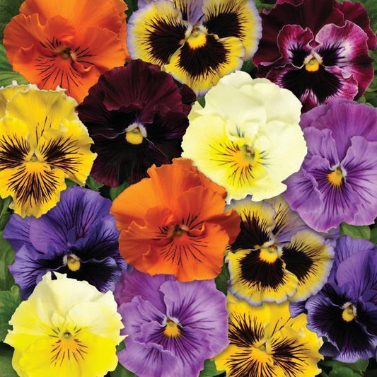 Pansy Seeds Pansies Frizzle Sizzle Mix