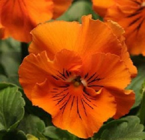 Pansy Seeds Pansies Frizzle Sizzle Orange