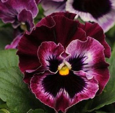 Pansy Seeds Pansies Frizzle Sizzle Raspberry