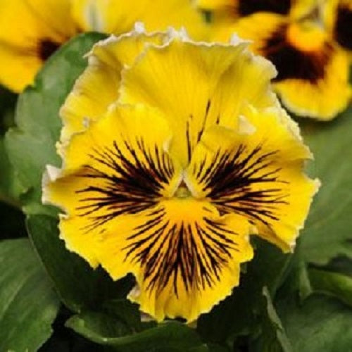 Pansy Seeds Pansies Frizzle Sizzle Yellow