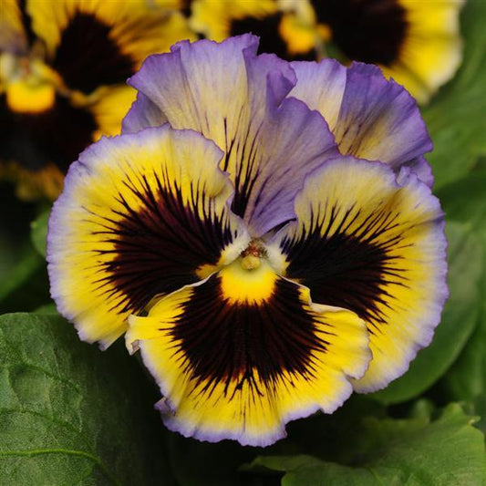 Pansy Seeds Pansies Frizzle Sizzle Yellow Blue Swirl