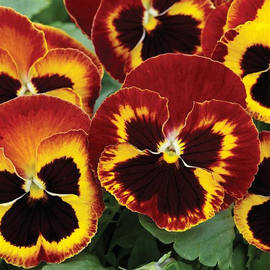 Pansy Seeds Pansy Mammoth On Fire 1,000 Bulk Seeds