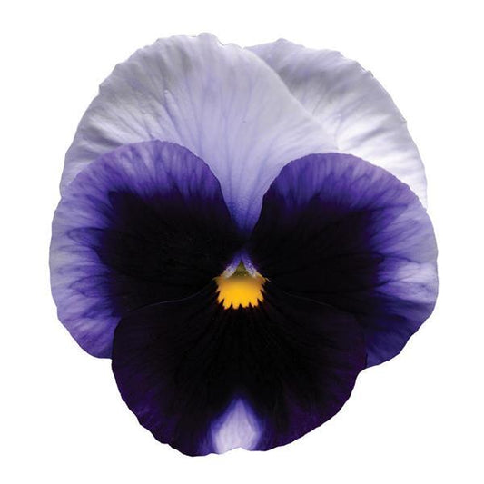 Pansy Seeds Pansies Matrix® Beacon Field 1,000 Seeds