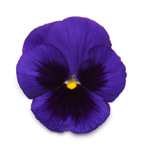 Pansy Seeds Pansies Matrix® Blue Blotch 1,000 Seeds