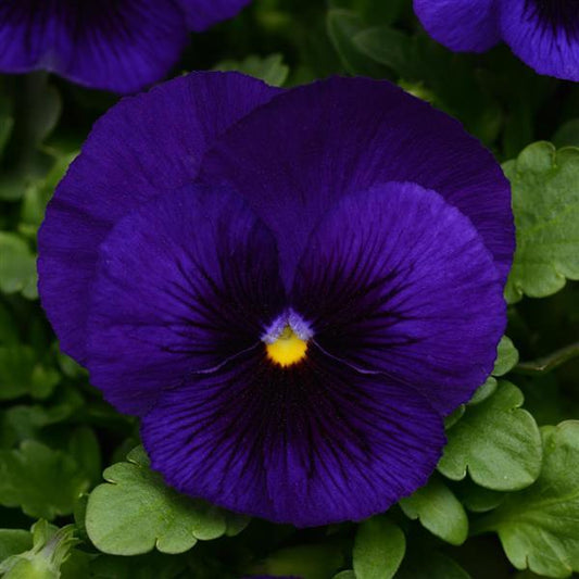 Pansy Seeds Pansies Matrix® Deep Blue Blotch 1,000 Seeds