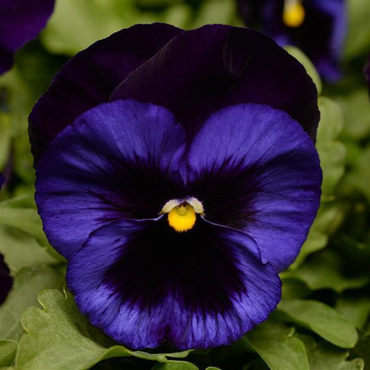 Pansy Seeds Pansies Matrix® Denim 1,000 Seeds