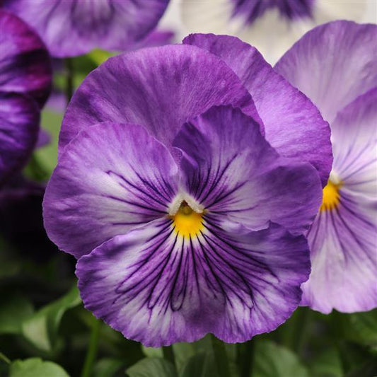 Pansy Seeds Pansies Matrix® Lavender Shades 1,000 Seeds