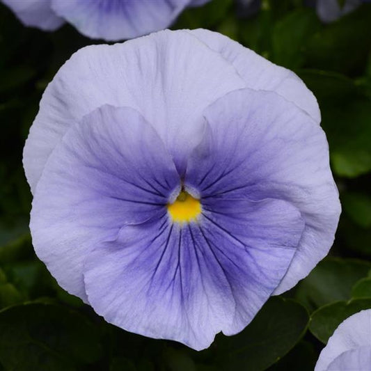 Pansy Seeds Pansies Matrix® Light Blue 1,000 Seeds