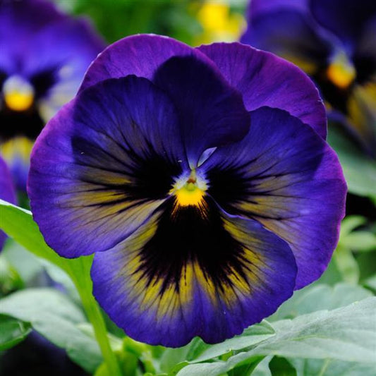 Pansy Seeds Pansies Matrix® Midnight Glow 1,000 Seeds