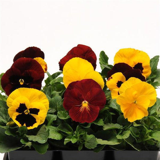 Pansy Seeds Pansies Matrix® Mix 1,000 Seeds