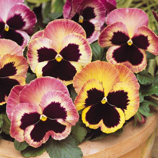 Pansy Seeds Pansies Matrix® Sunrise 1,000 Seeds