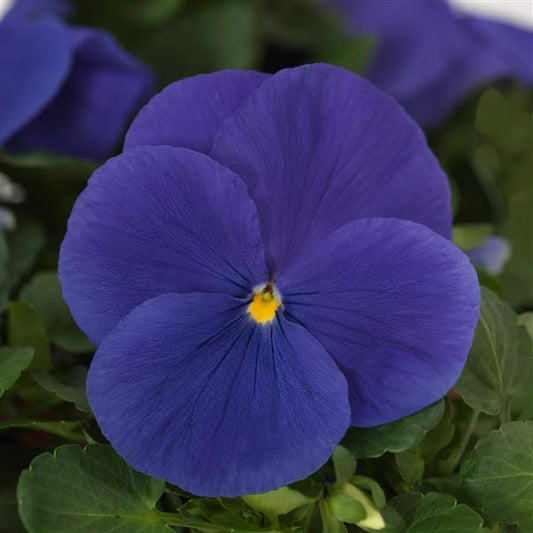 Pansy Seeds Pansies Matrix® True Blue 1,000 Seeds