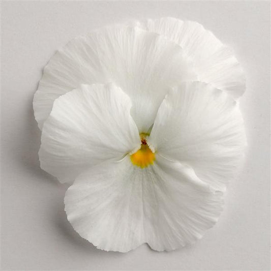 Pansy Seeds Pansies Matrix® White 1,000 Seeds