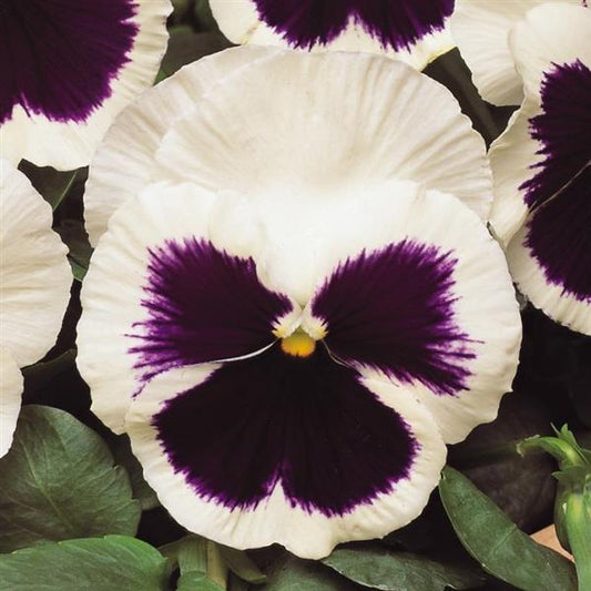 Pansy Seeds Pansies Matrix® White Blotch 1,000 Seeds