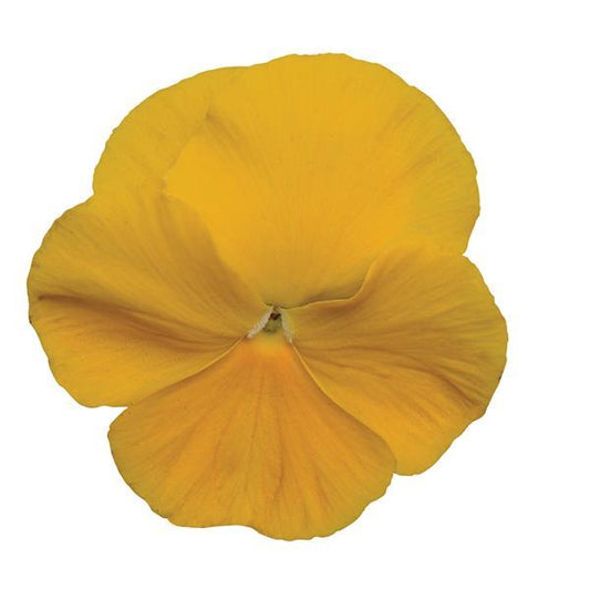 Pansy Seeds Pansies Matrix® Yellow 1,000 Seeds