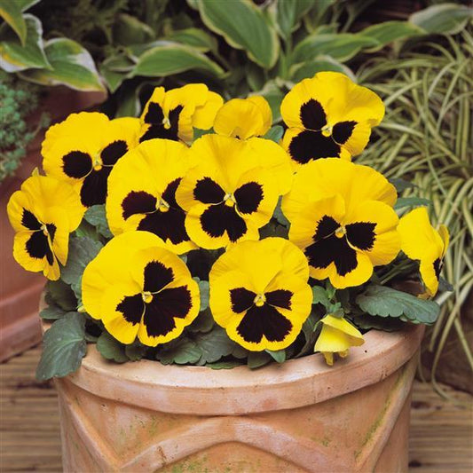 Pansy Seeds Pansies Matrix® Yellow Blotch 1,000 Seeds