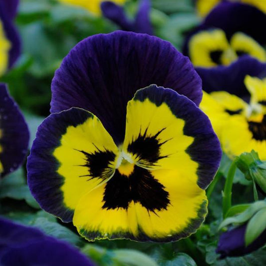 Pansy Seeds Pansies Matrix® Yellow Purple Wing 1,000 Seeds