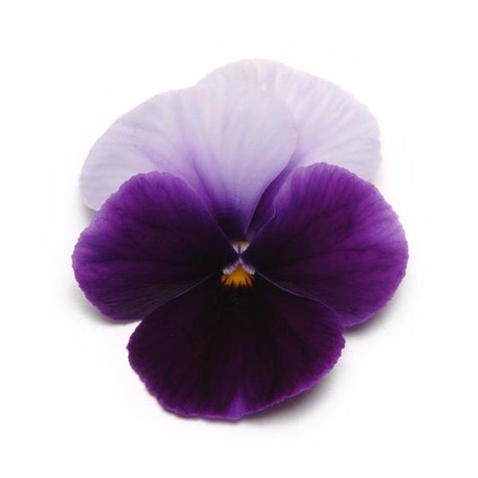 Pansy Seeds Pansies Panola® XP Beaconsfield 1,000 Seeds