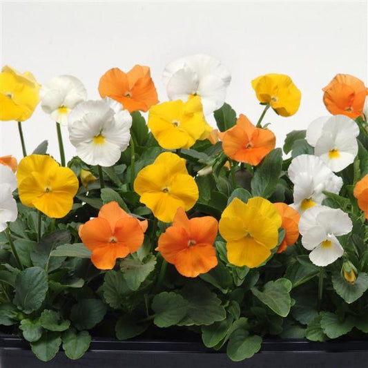 Pansy Seeds Pansies Panola® XP Citrus Mix 1,000 Seeds