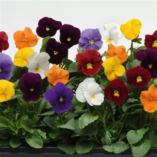 Pansy Seeds Pansies Panola® XP Clear Mix 1,000 Seeds