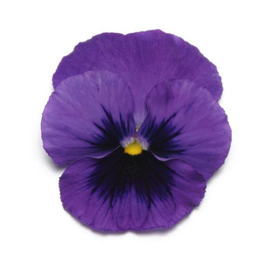 Pansy Seeds Pansies Panola® XP Deep Blue Blotch 1,000 Seeds