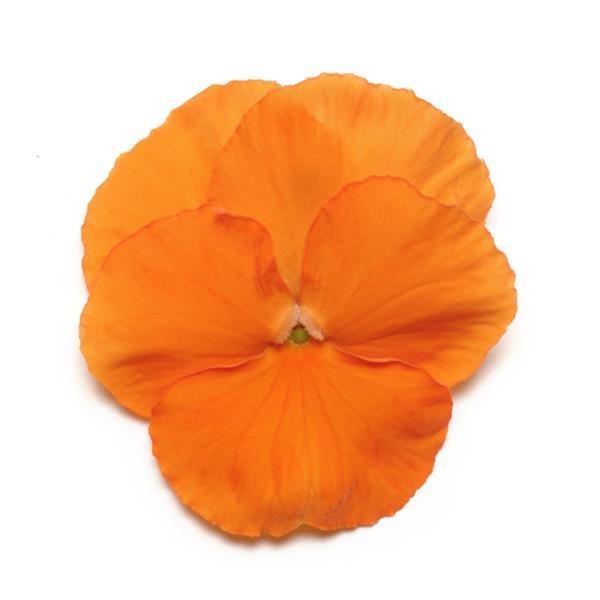 Pansy Seeds Pansies Panola® XP Deep Orange 1,000 Seeds