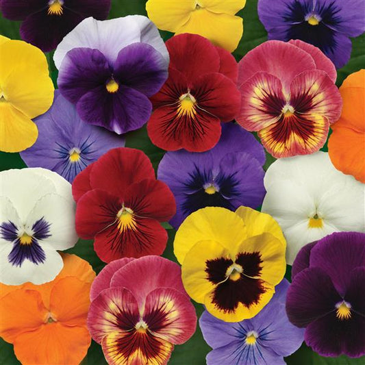 Pansy Seeds Pansies Panola® XP Mix 1,000 Seeds