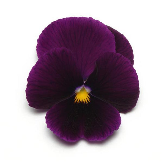 Pansy Seeds Pansies Panola® XP Purple 1,000 Seeds