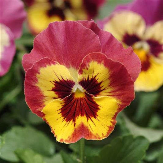 Pansy Seeds Pansies Panola® XP Rose Picotee 1,000 Seeds