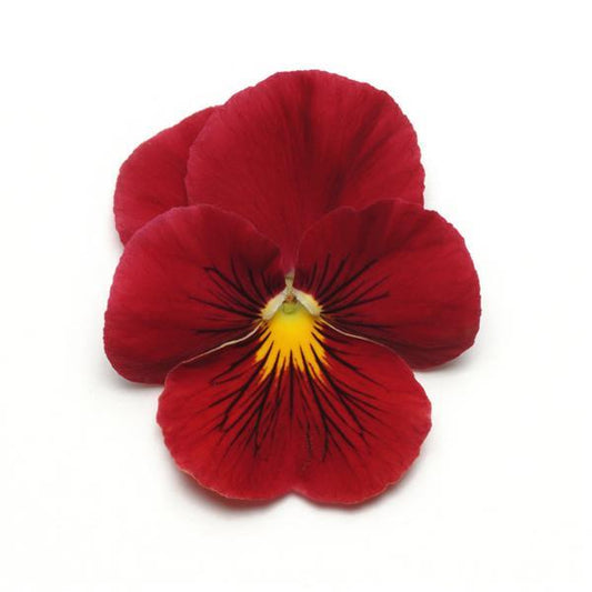 Pansy Seeds Pansies Panola® XP Scarlet  1,000 Seeds