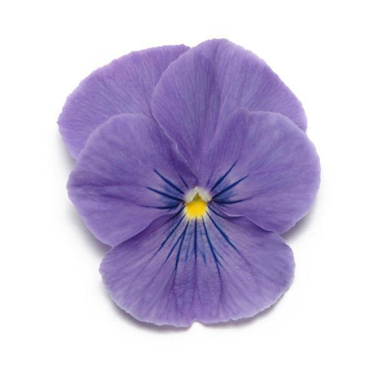 Pansy Seeds Pansies Panola® XP True Blue 1,000 Seeds