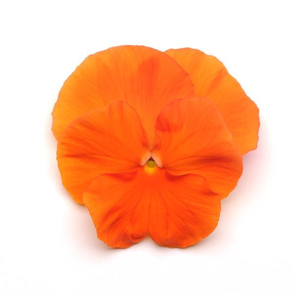 Pansy Seeds Pansy Spring Matrix™ Deep Orange 1,000 Seeds