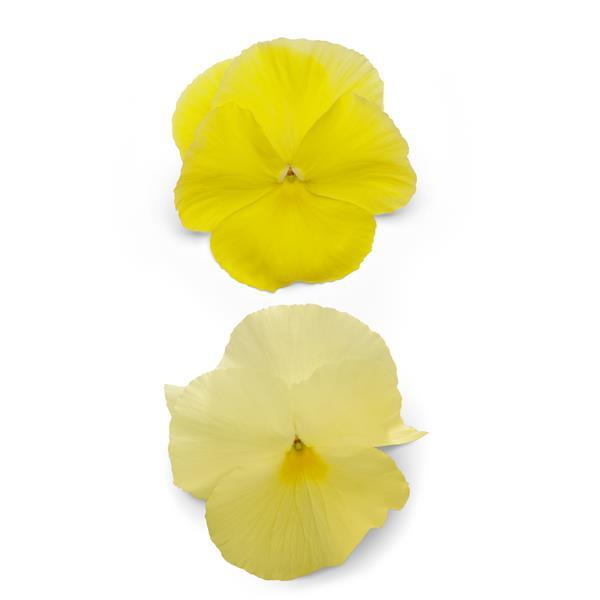 Pansy Seeds Pansy Spring Matrix™ Lemon 1,000 Seeds