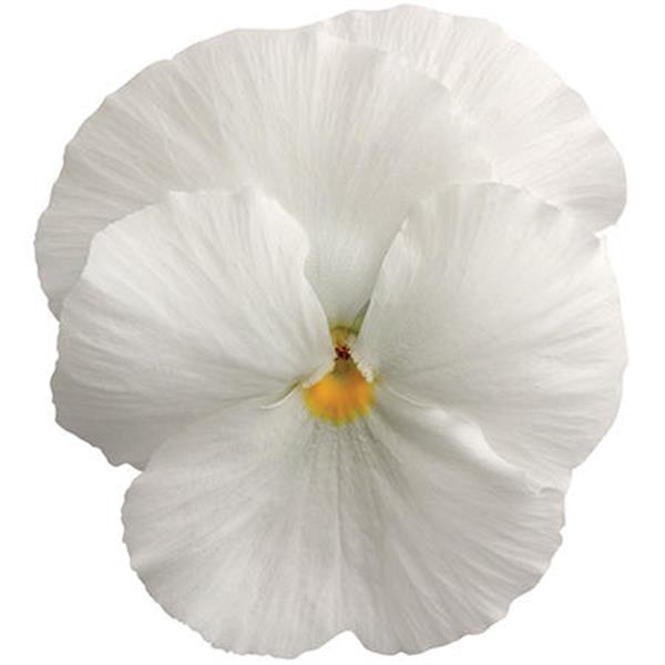 Pansy Seeds Pansy Spring Matrix™ White 1,000 Seeds