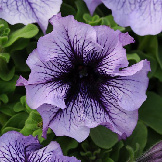 Upright Petunia Seeds Petunia Daddy Blue 1,000 Pelleted Seeds