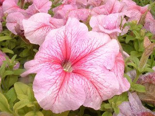 Upright Petunia Seeds Petunia Daddy Peppermint 1,000 Pelleted Seeds