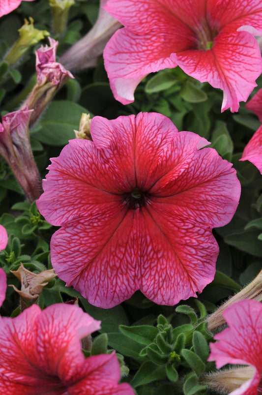 Upright Petunia Seeds Petunia Daddy Red 1,000 Pelleted Seeds